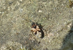 Scolopostethus thomsoni