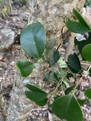 Geijera paniculata