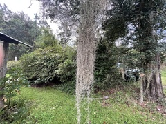 Tillandsia usneoides