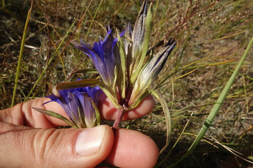 Dahurian gentian (Gentiana dahurica)