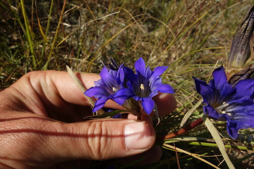 Image of Gentiana dahurica by (c) Aleksei Baushev, some rights reserved (CC BY)