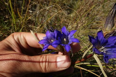 Gentiana dahurica