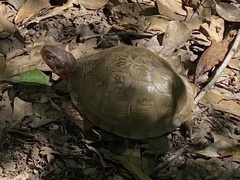 Terrapene carolina triunguis