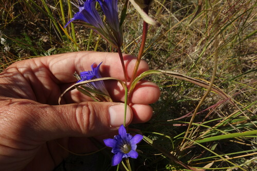 Image of Gentiana dahurica by (c) Aleksei Baushev, some rights reserved (CC BY)