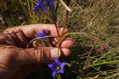 Gentiana dahurica