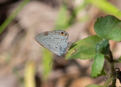 Euchrysops