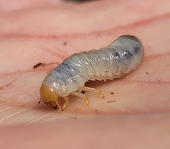 Scarabaeoidea