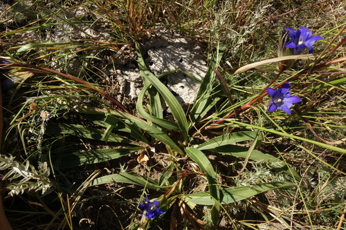Image of Gentiana dahurica by (c) Aleksei Baushev, some rights reserved (CC BY)