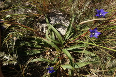 Gentiana dahurica