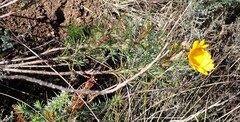 Ursinia paleacea