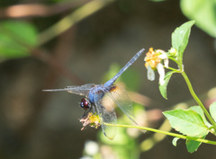Trithemis festiva