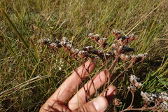 Goniolimon speciosum