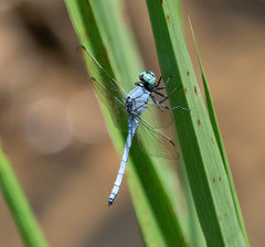 Orthetrum luzonicum