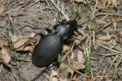 Carabus coriaceus