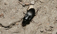 Abax parallelepipedus