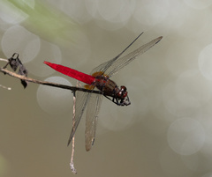 Orthetrum chrysis