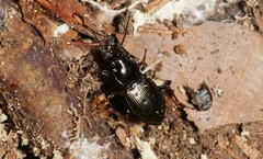 Pterostichus oblongopunctatus