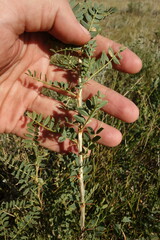 Caragana microphylla