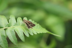 Borbo cinnara