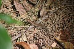 Lampropholis delicata