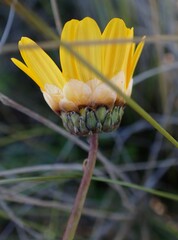 Ursinia paleacea