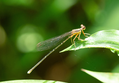 Pseudocopera ciliata