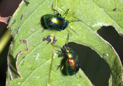 Chrysolina fastuosa