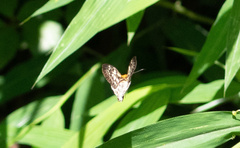 Abraximorpha davidii