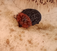 Oiceoptoma thoracicum