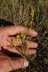 Artemisia palustris