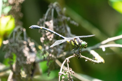 Lamelligomphus formosanus