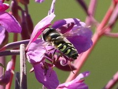 Lapposyrphus lapponicus