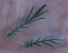 Ursinia paleacea