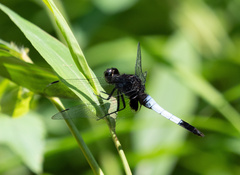 Orthetrum triangulare