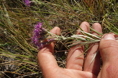 Saussurea salicifolia