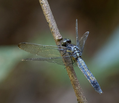 Orthetrum