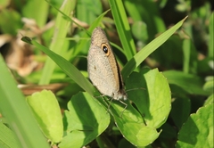 Ypthima arctous arctous