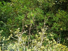 Eupsittula nana