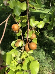 Pyrus