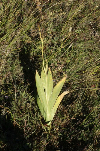 Image of Iris dichotoma by (c) Aleksei Baushev, some rights reserved (CC BY)