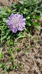 Scabiosa columbaria
