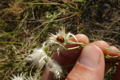 Coccinella transversoguttata