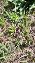 Scabiosa columbaria