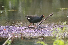 Gallinula tenebrosa