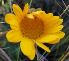 Ursinia paleacea