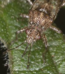 Orsillinae