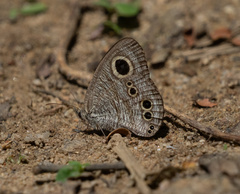 Ypthima baldus
