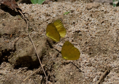 Eurema andersoni