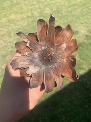 Protea caffra caffra