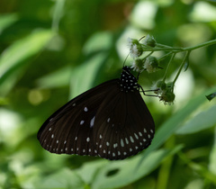 Euploea midamus